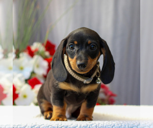 Dachshund Puppy for sale in ANNVILLE, PA, USA