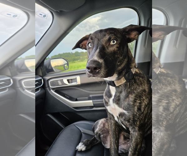 Medium Photo #2 Catahoula Leopard Dog-Whippet Mix Puppy For Sale in Valrico, FL, USA
