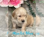 Puppy Miss Lt Blue Golden Retriever