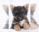 Small #1 Yorkshire Terrier