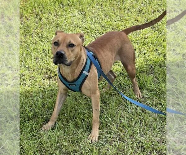 Medium Photo #2 Black Mouth Cur-Bulldog Mix Puppy For Sale in Tarrytown, GA, USA