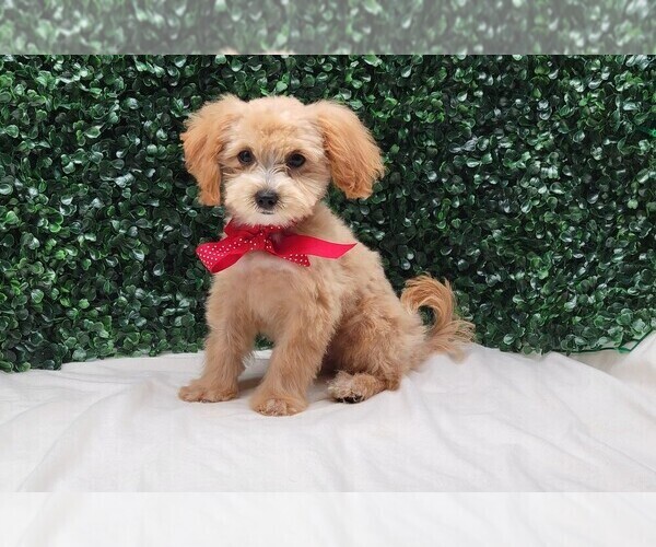 Medium Photo #2 Maltipoo Puppy For Sale in BLOOMINGTON, IN, USA