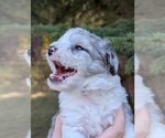 Small Photo #24 Aussiedoodle Miniature  Puppy For Sale in SPIRIT LAKE, ID, USA