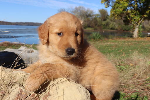 Medium Photo #9 Golden Retriever Puppy For Sale in HARRISON, TN, USA
