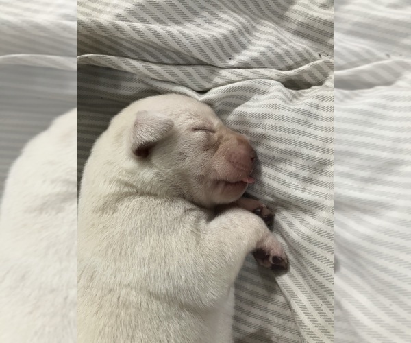 Medium Photo #13 Labrador Retriever Puppy For Sale in WILDWOOD, FL, USA