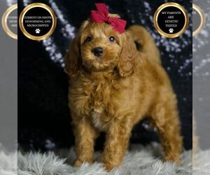 Medium Goldendoodle (Miniature)