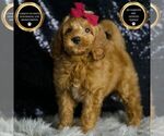 Puppy Travis F1BB Goldendoodle (Miniature)
