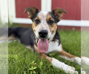 Australian Shepherd-Unknown Mix Dogs for adoption in Anchorage, AK, USA