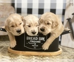 Small Photo #32 Golden Retriever Puppy For Sale in CARTHAGE, MO, USA
