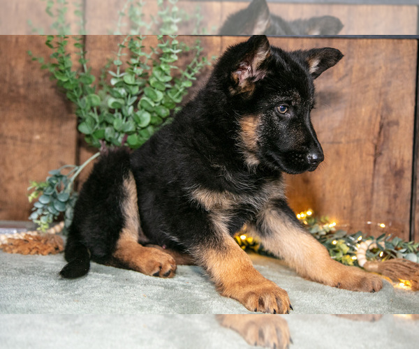 Medium Photo #2 German Shepherd Dog Puppy For Sale in MANTON, MI, USA