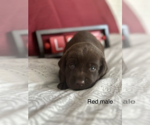 Labrador Retriever Puppy for sale in INVERNESS, FL, USA