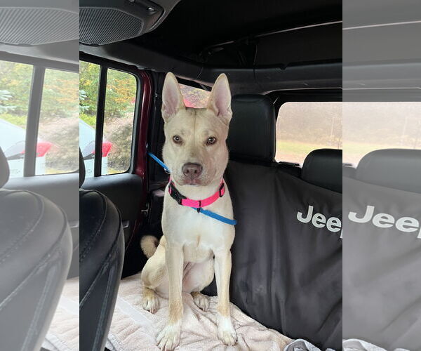 Medium Photo #2 Carolina Dog-Unknown Mix Puppy For Sale in Rockaway, NJ, USA
