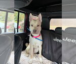 Small #1 Carolina Dog Mix