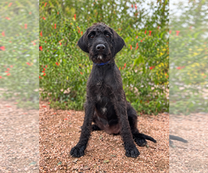 Raven - Female Labradoodle Dog for Adoption - Photo #2