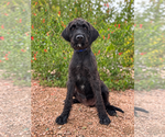 Small Photo #2 Labradoodle Puppy For Sale in PIPE CREEK, TX, USA
