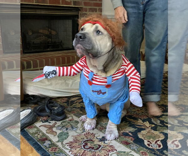 Medium Photo #3 Mutt Puppy For Sale in Virginia Beach, VA, USA