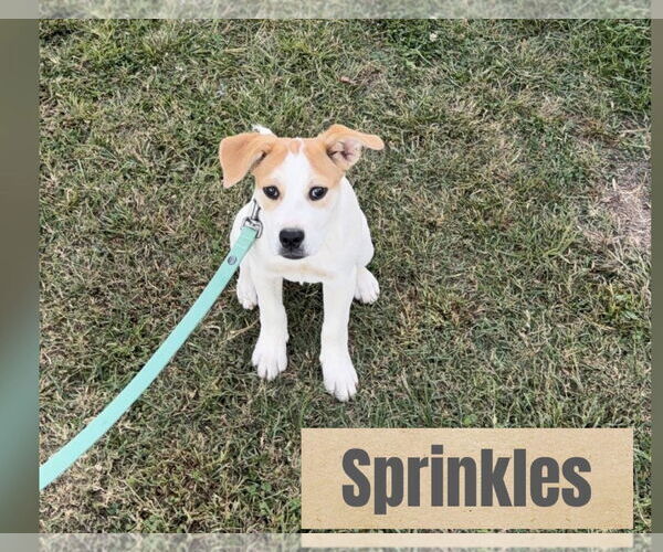Medium Photo #2 Great Pyrenees-Unknown Mix Puppy For Sale in Woodbury, NY, USA