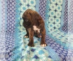 Small Photo #4 Boxer Puppy For Sale in PINE CITY, MN, USA