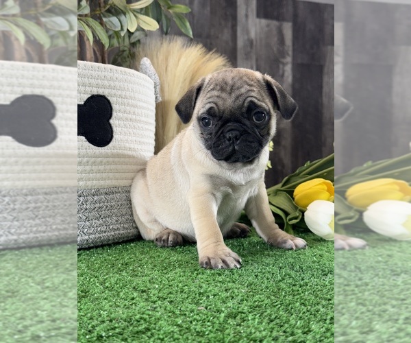 Medium Photo #5 Pug Puppy For Sale in CANOGA, NY, USA