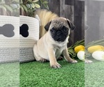 Small #4 Pug