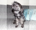 Small Photo #1 Yorkshire Terrier Puppy For Sale in SPRINGFIELD, MO, USA