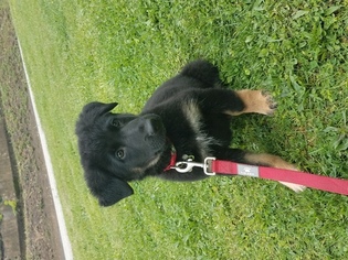 German Shepherd Dog Puppy for sale in UNIONTOWN, PA, USA
