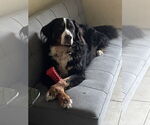 Small #1 Bernese Mountain Dog