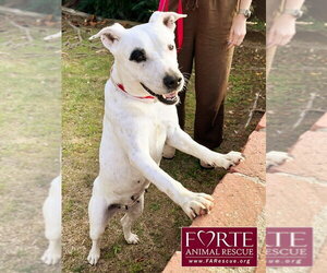 Stella - Female Bull Terrier-Dalmatian Mix Dog for Adoption - Photo #5