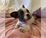 Small #6 French Bulldog