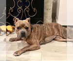 Small #7 American Staffordshire Terrier-French Bulldog Mix