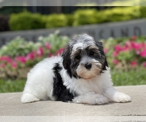 Havashire Puppy for sale in HOUSTON, TX, USA