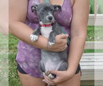 Small #3 Feist Terrier-Italian Greyhound Mix