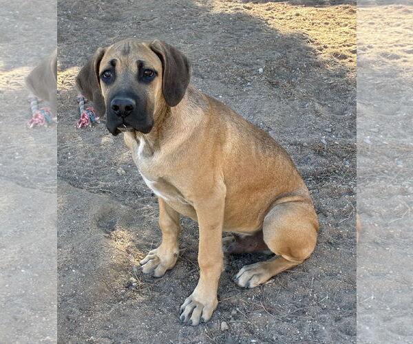Medium Photo #3 Mastiff Puppy For Sale in Hesperia, CA, USA