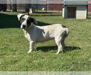 Medium American Pit Bull Terrier-Basset Hound Mix