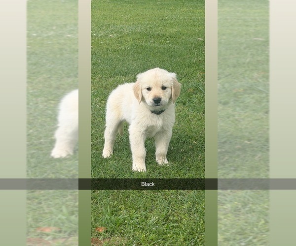 Medium Photo #9 Golden Retriever Puppy For Sale in FAYETTEVILLE, TN, USA