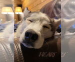 Small #3 Siberian Husky