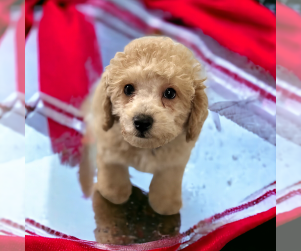 Medium Photo #10 Poodle (Miniature) Puppy For Sale in DUNDEE, OH, USA