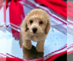 Small Photo #10 Poodle (Miniature) Puppy For Sale in DUNDEE, OH, USA