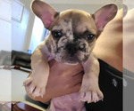 Small Photo #4 French Bulldog Puppy For Sale in FONTANA, CA, USA