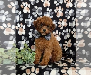 Lhasa-Poo Puppy for Sale in LINCOLN UNIVERSITY, Pennsylvania USA