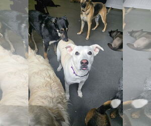 Willow - Female Labrador Retriever-Unknown Mix Dog for Adoption - Photo #7