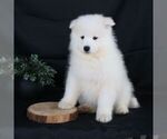 Small #2 Samoyed