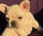 Small #2 Faux Frenchbo Bulldog-French Bulldog Mix