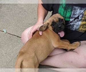 America Bandogge Mastiff Puppy for sale in AKRON, OH, USA
