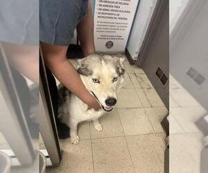 Siberian Husky Dogs for adoption in Stockton, CA, USA