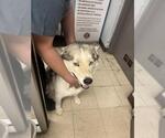 Small Siberian Husky