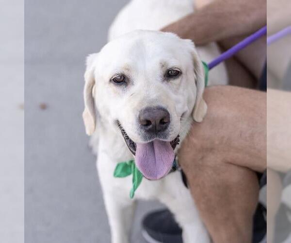 Medium Photo #3 Labrador Retriever Puppy For Sale in San Diego, CA, USA