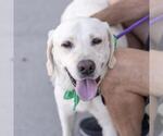 Small #2 Labrador Retriever