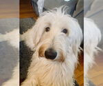 Small #2 Great Pyrenees