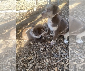 Sheprador Puppy for sale in SONOMA, CA, USA